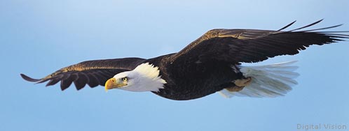 Positive Thinking Flying Eagle